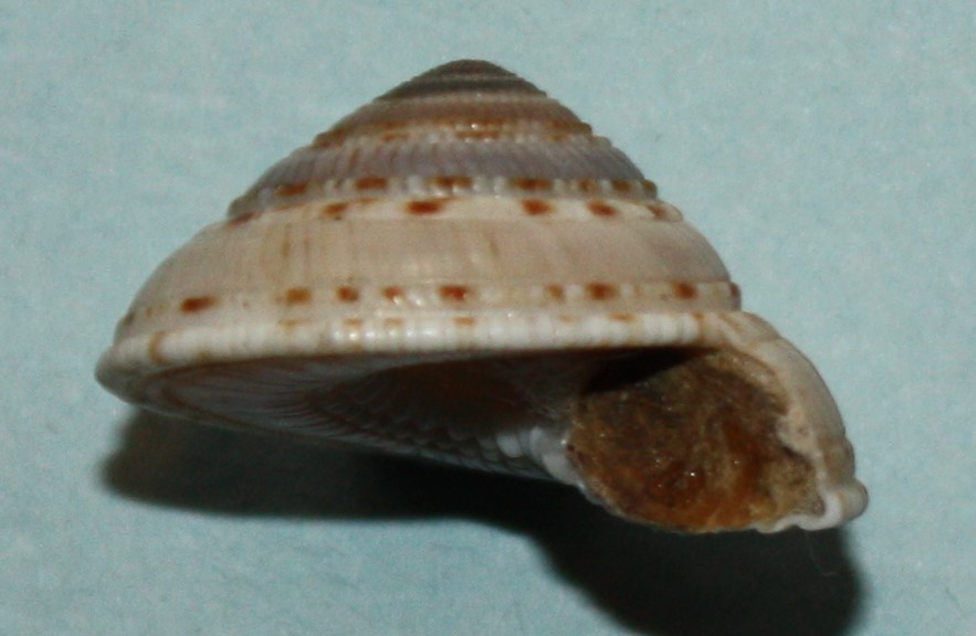 Architectonica perdix (Hinds, 1844) 2013