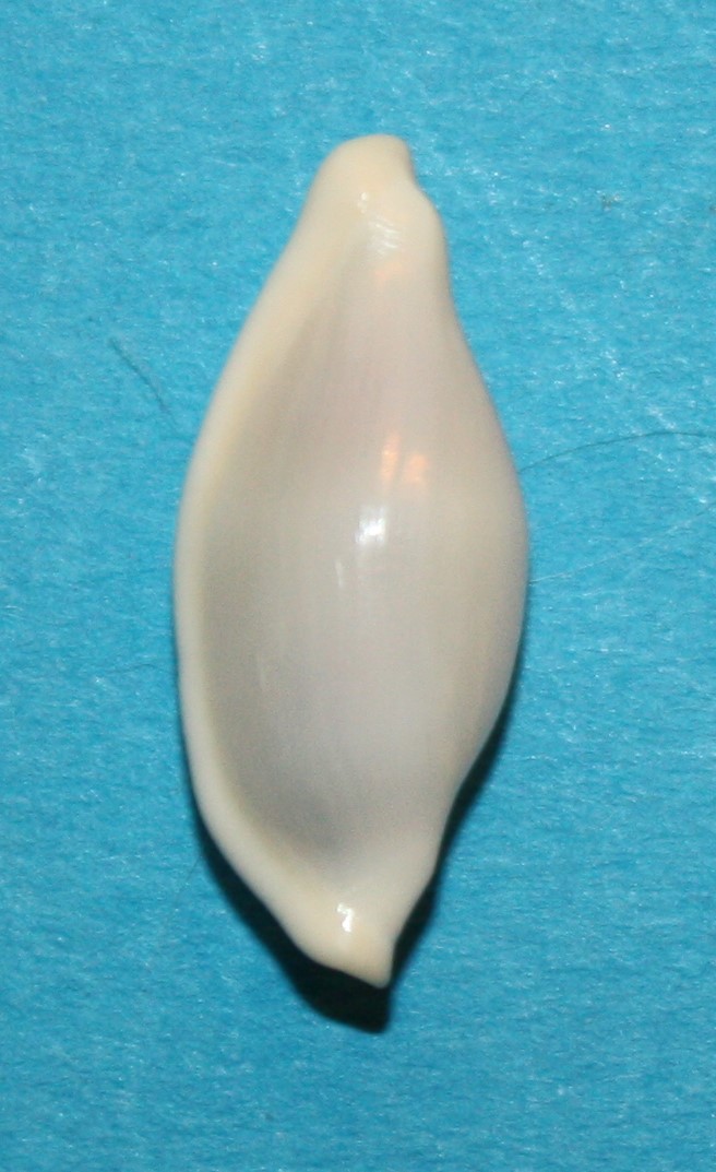 Cyphoma versicolor  Fehse, 2003 2104