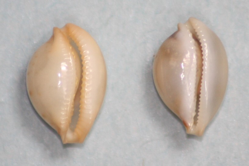 Nesiocypraea lisetae maricola (C. N. Cate, 1976) 211
