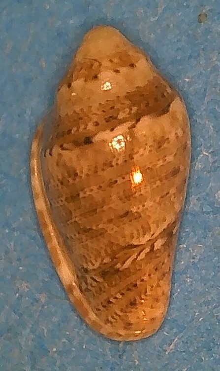 Marginella anapaulae Massier, 2004 2123