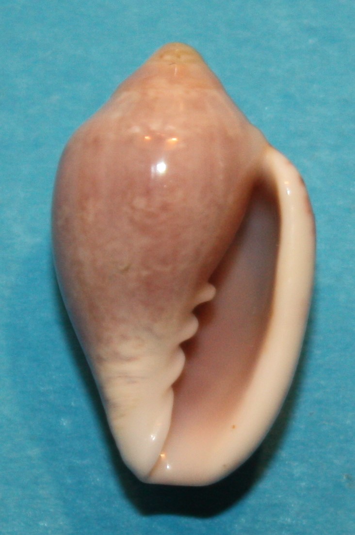 Marginella violea R.Aiken & Seccombe, 2022 2126