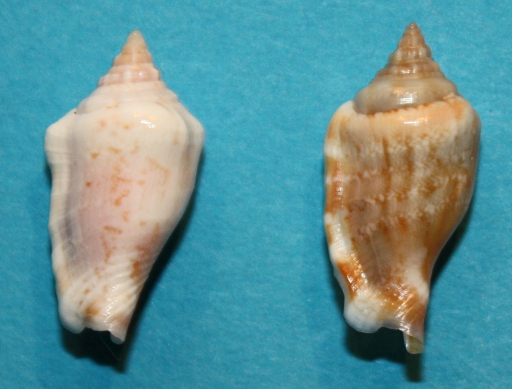 Canarium betuleti (Kronenberg, 1991) 2129