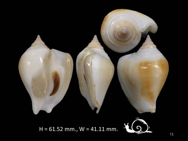 Laevistrombus maxwelli Chorchat Gra-tes, 2022 2130