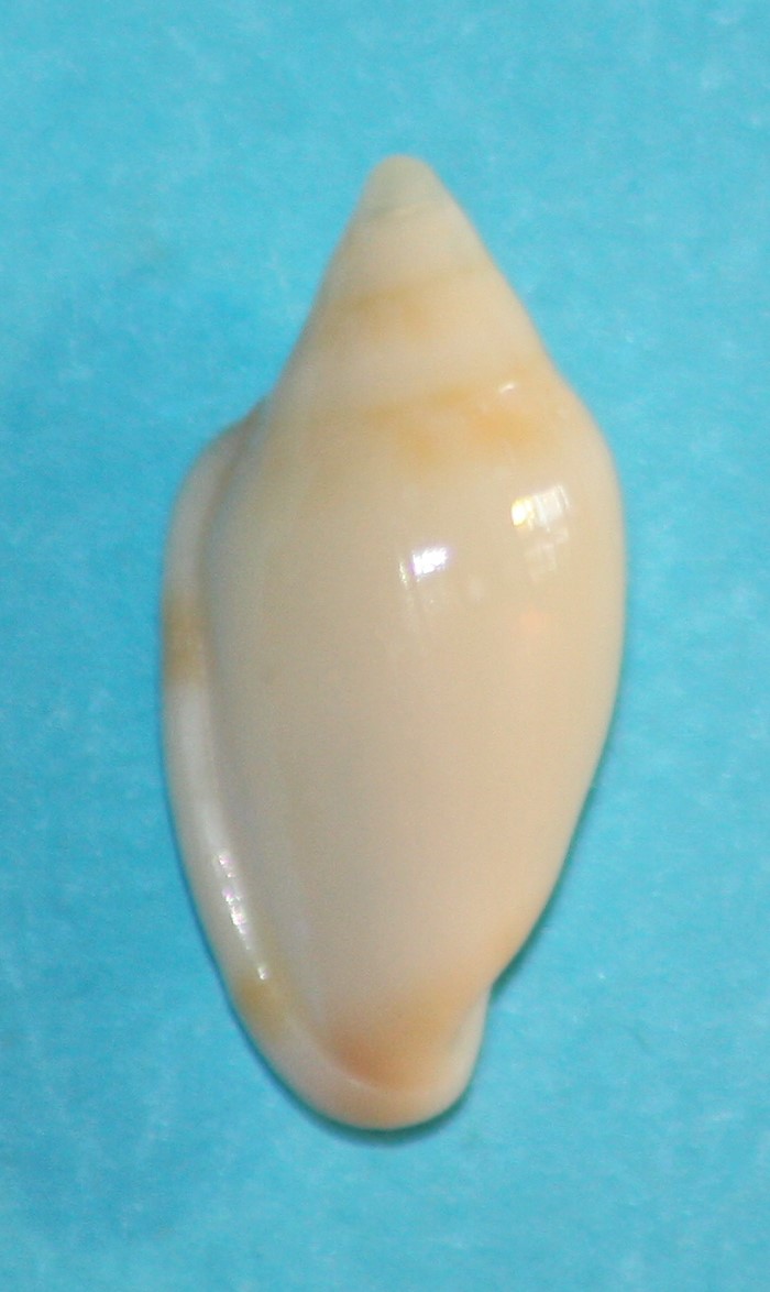 Dentimargo caledonicus (Cossignani, 2001) 224