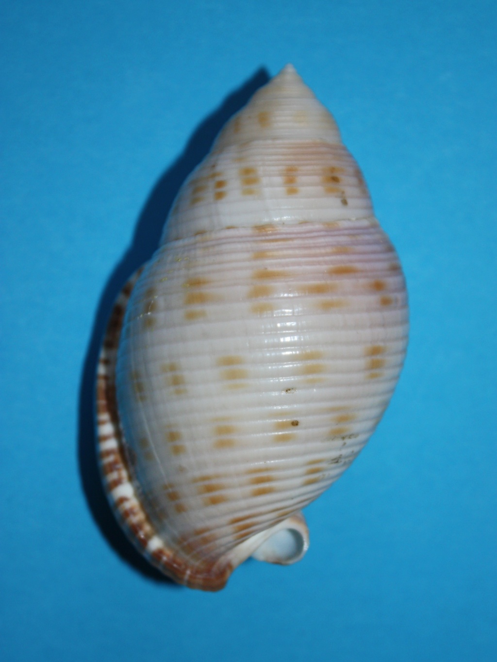 Semicassis microstoma (E. von Martens, 1904) 260