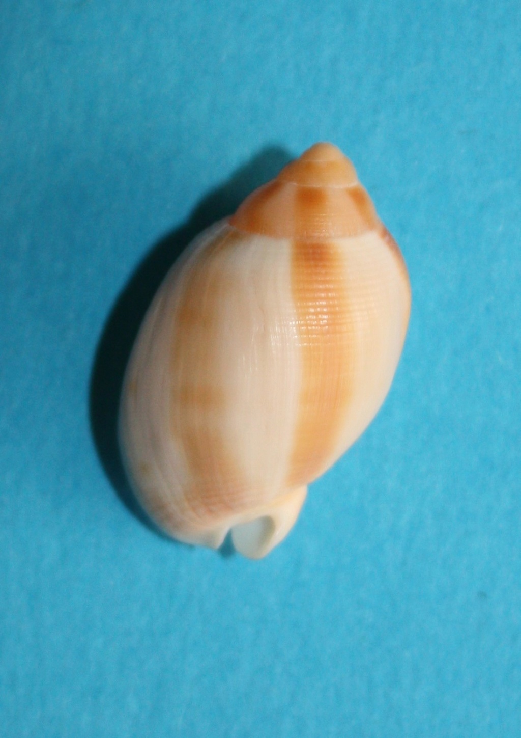Semicassis sinuosa (Verco, 1904) 261