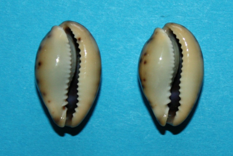 Erronea pallida - (J.E. Gray, 1824) 2714