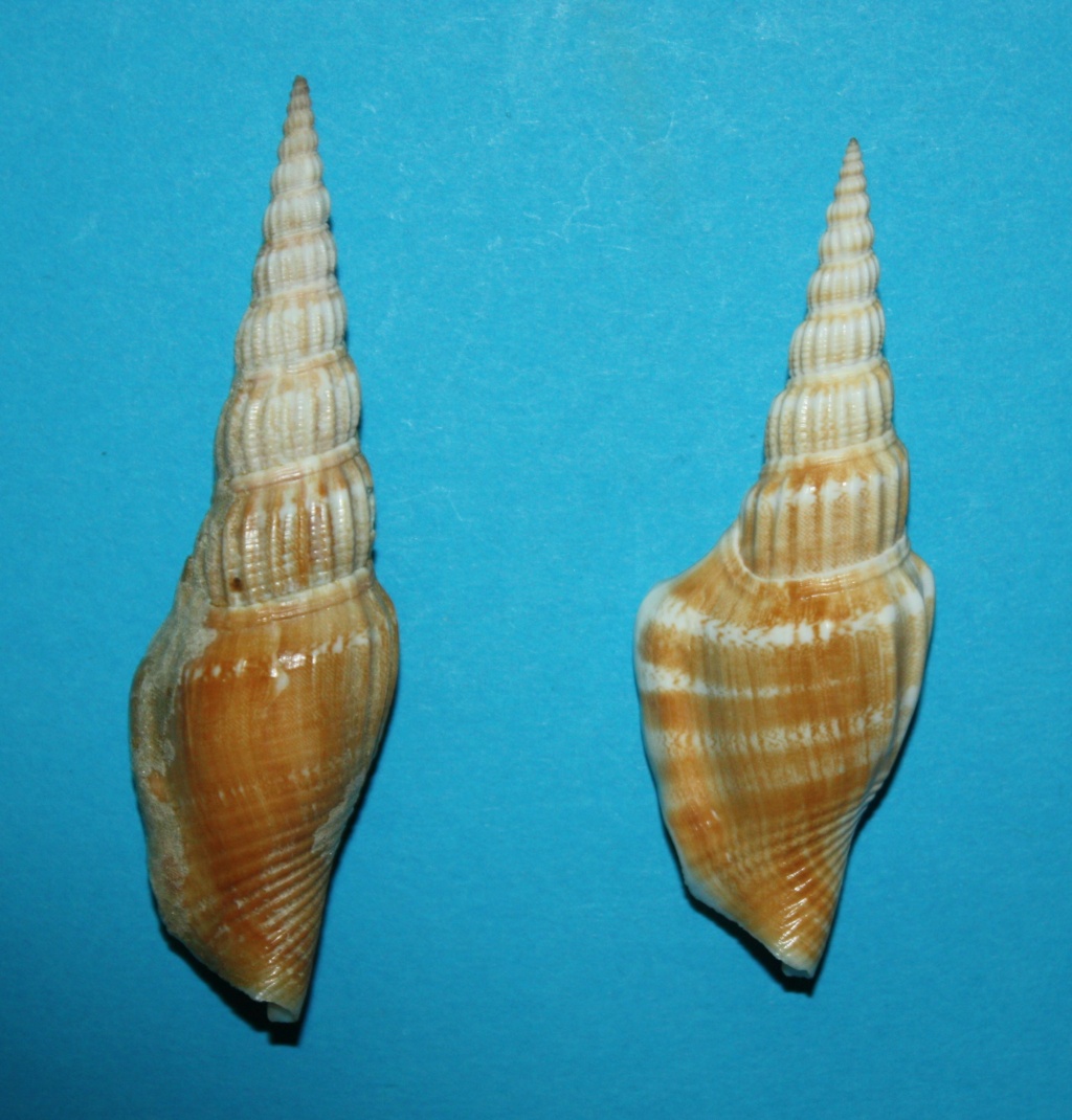 Doxander vittatus apicatus - (Man in 't Veld & Visser, 1993) voir Doxander vittatus (Man in 't Veld & Visser, 1993) 282