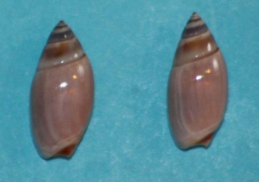 Olivella tehuelcha (Duclos, 1835) 2_11-110