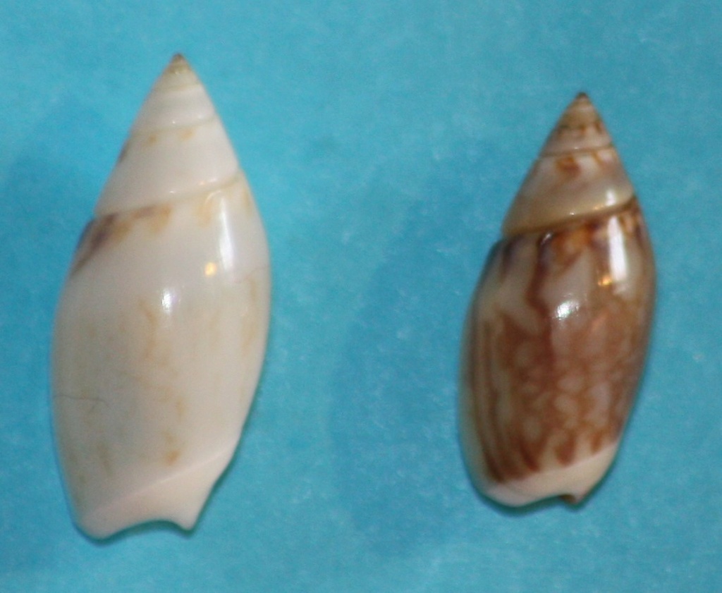 Olivella mandarina (Duclos, 1835) 2_16__10