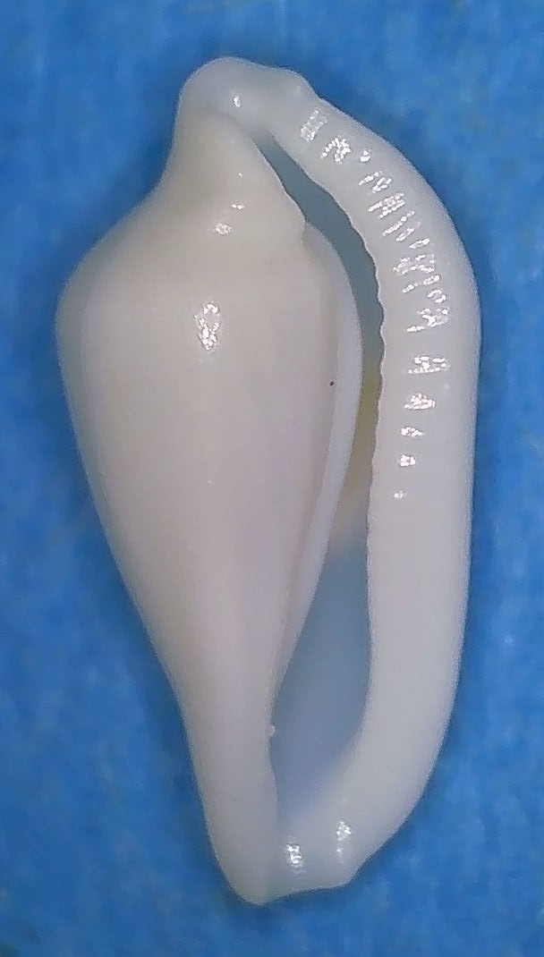 Dentiovula rutherfordiana (C. N. Cate, 1973) 2_8_m_10