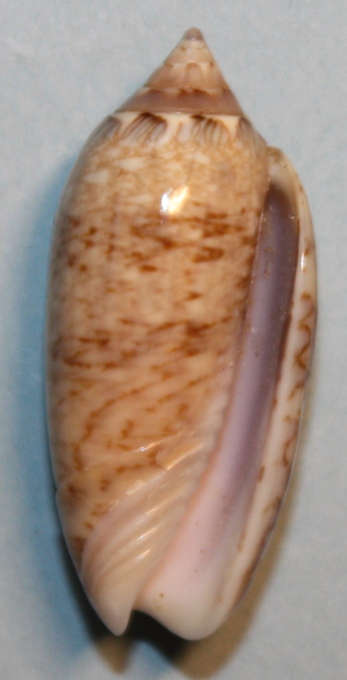 Americoliva magdae  (Petuch & Sargent, 1986) 2_baie10