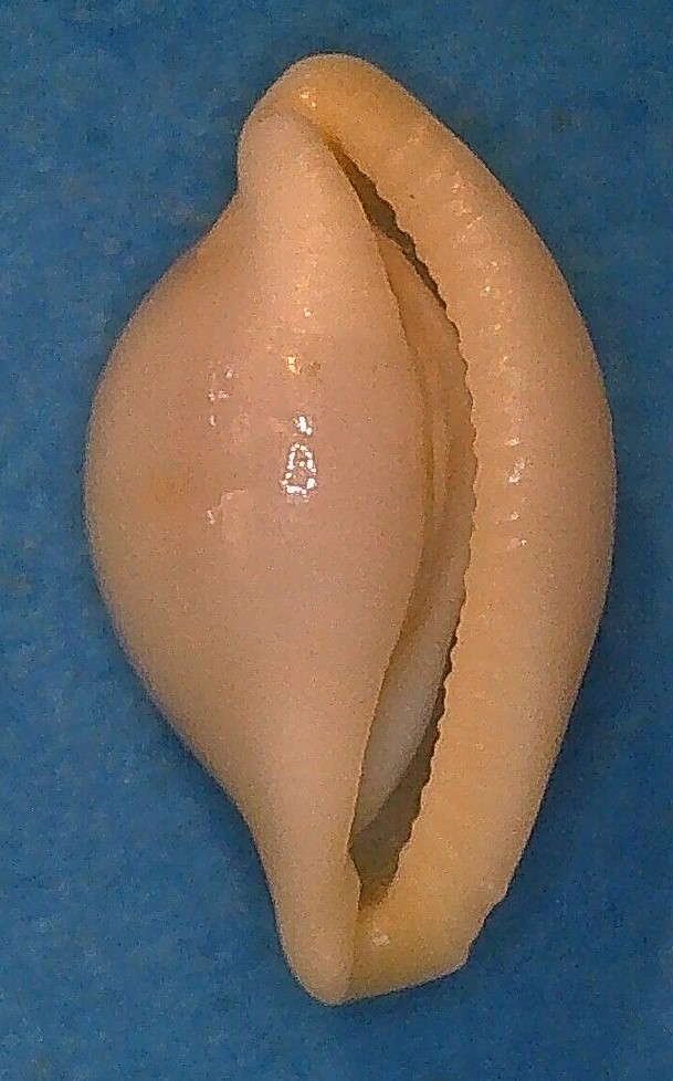 Diminovula alabaster (Reeve, 1865) 2_bdim10