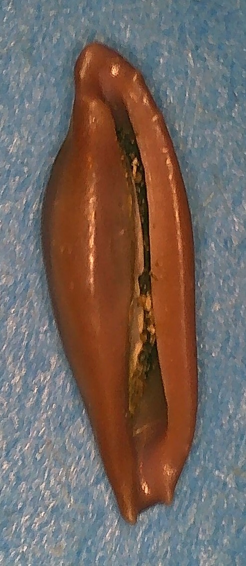 Cuspivolva queenslandica  (Cate, 1974) 2_cusp11