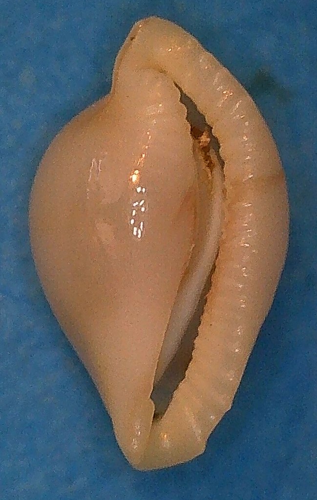 Diminovula aurantiomacula (C. N. Cate & Azuma, 1973) 2_dimi10