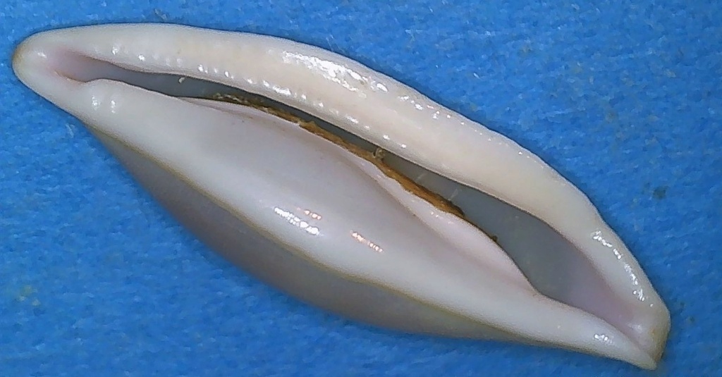 Simniinae Naviculavolva elegans  Fehse, 2009 2_dive16