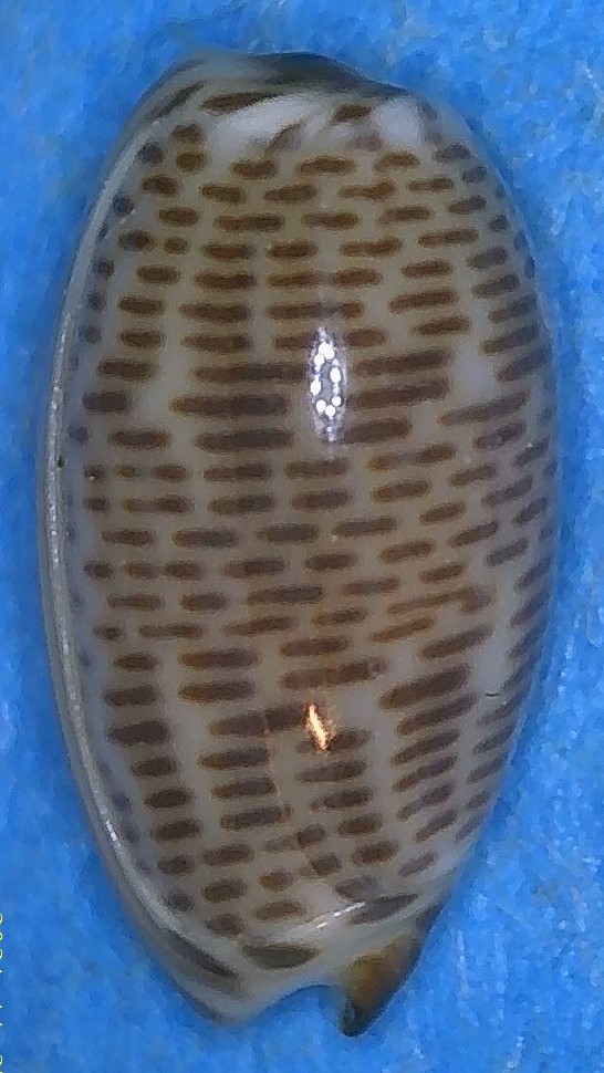 Persicula imbricata f. adamsiana (Pilsbry & Lowe, 1932) voir Persicula adamsiana Pilsbry & H. N. Lowe, 1932 (taxon inquirendum) 2_dred20