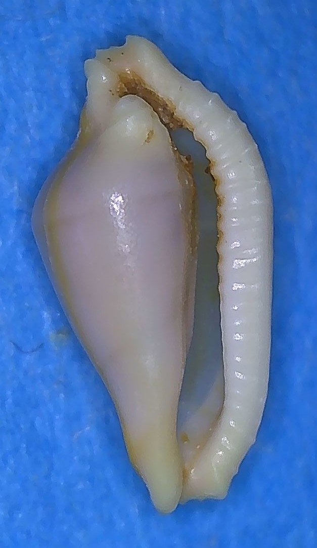 Dentiovula dorsuosa (Hinds, 1844) 2_fish10