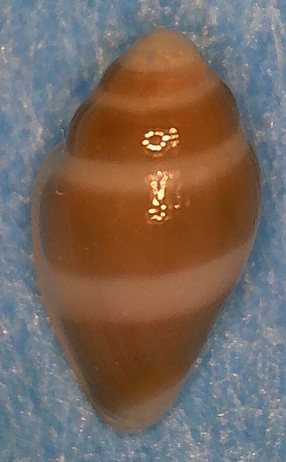 Marginella alborubra Rosado & Monteiro, 2015 2_marg11