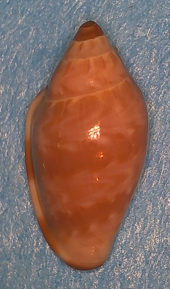 Marginella purpurea Cossignani, 2006 2_marg25