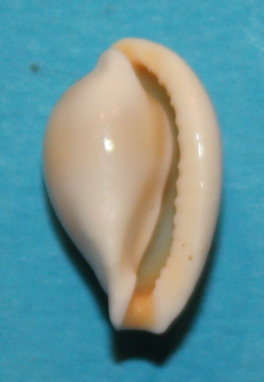 Margovula bimaculata (A. Adams, 1855) 2_marg29