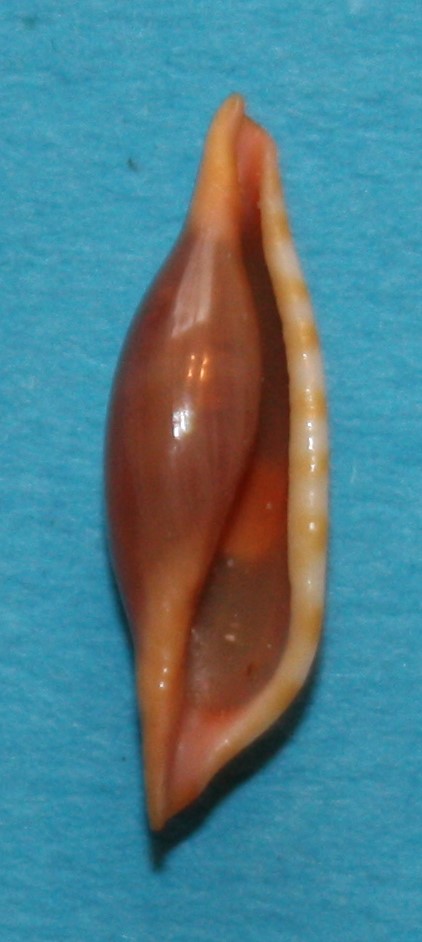 Phenacovolva aurantia (G.B.Sowerby III, 1889) 2_phen11