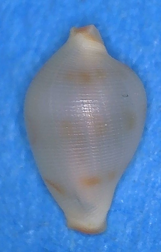 Prionovolva Primovula fulguris  (Azuma & Cate, 1971) 2_prim12