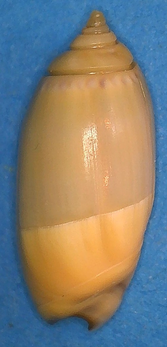 Olividae - Olivinae : Strephonella undatella equadoriana (Petuch & Sargent, 1986) - Worms = Oliva undatella Lamarck, 1811 2_puer10
