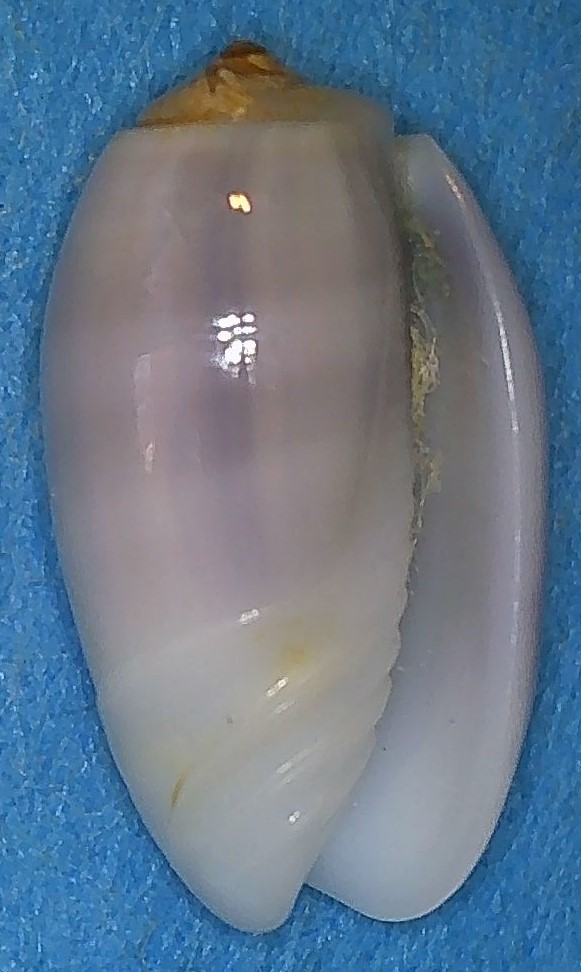 Galeola carneola f. violacea (Prior, 1975) - Worms = Oliva carneola (Gmelin, 1791) 2_raba11