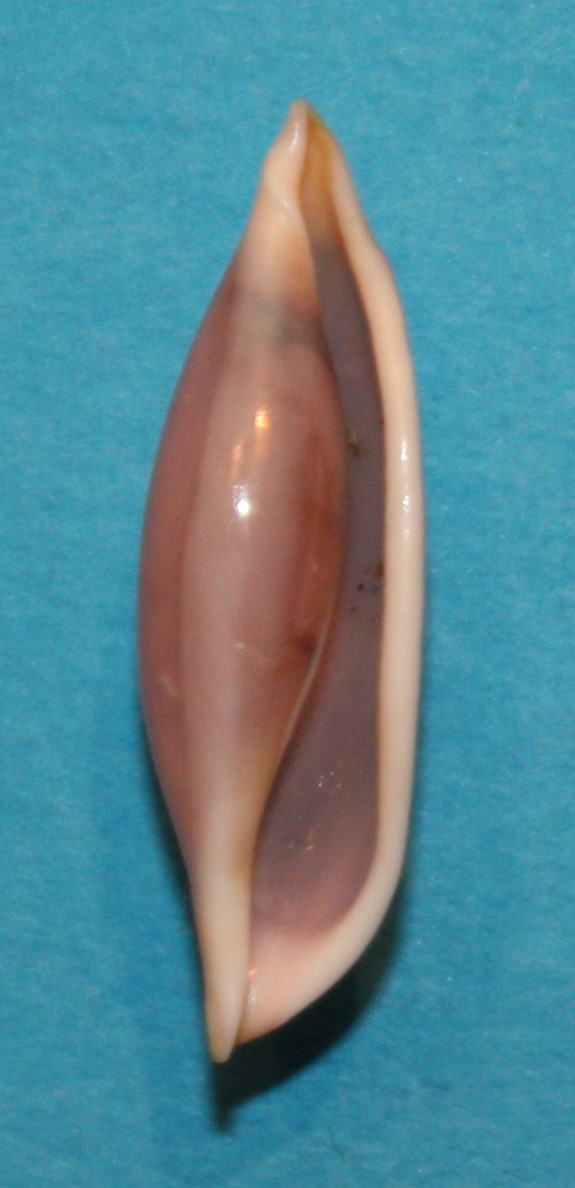 Simnia arcuata  (Reeve, 1865) 2_scub13