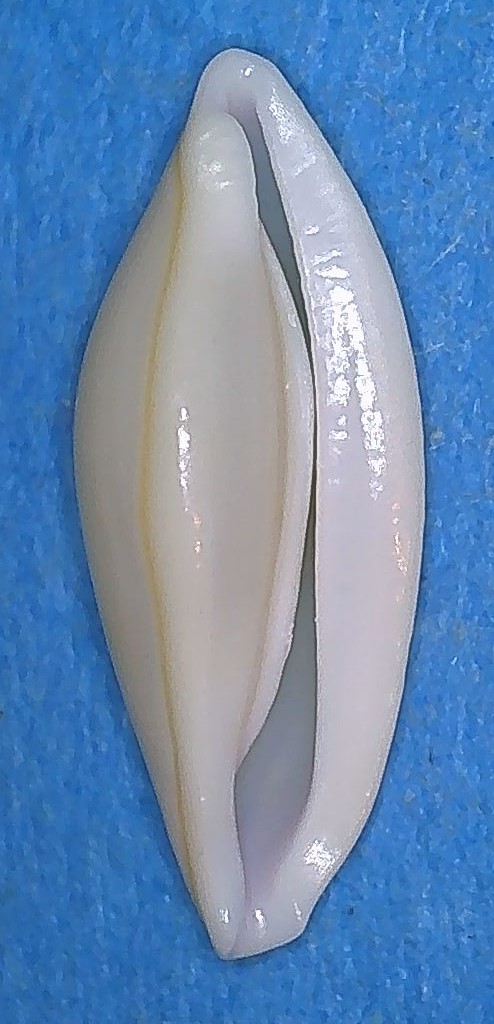 Simniinae Naviculavolva massierorum  (Fehse, 1999) 2_scub14
