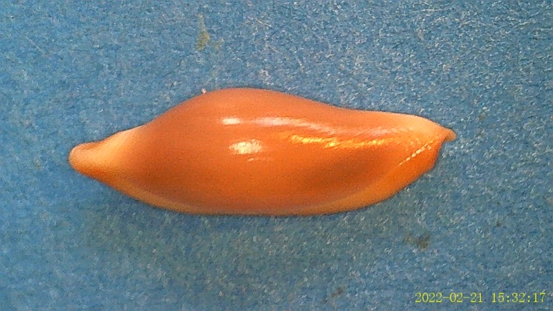 Simniinae Simnialena acuminata  (G.B.Soweby II, 1848) 2_simn16