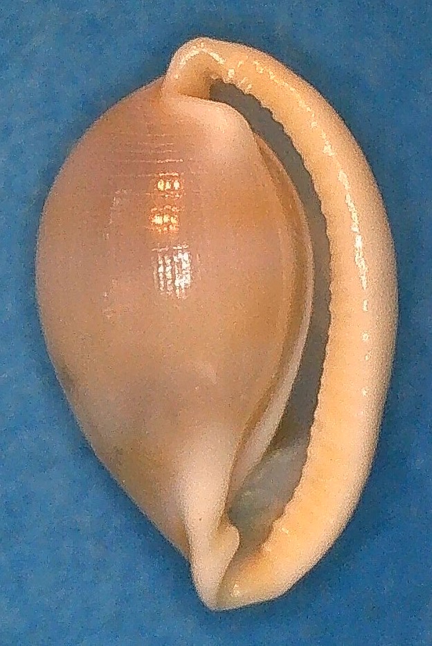 Prionovolvinae Testudovolva nipponensis  (Pilsbry, 1913) 2_test11
