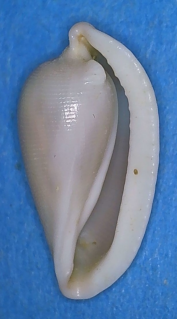 Prionovolvinae Carpiscula bullata (G. B. Sowerby II, 1848) 2_traw14