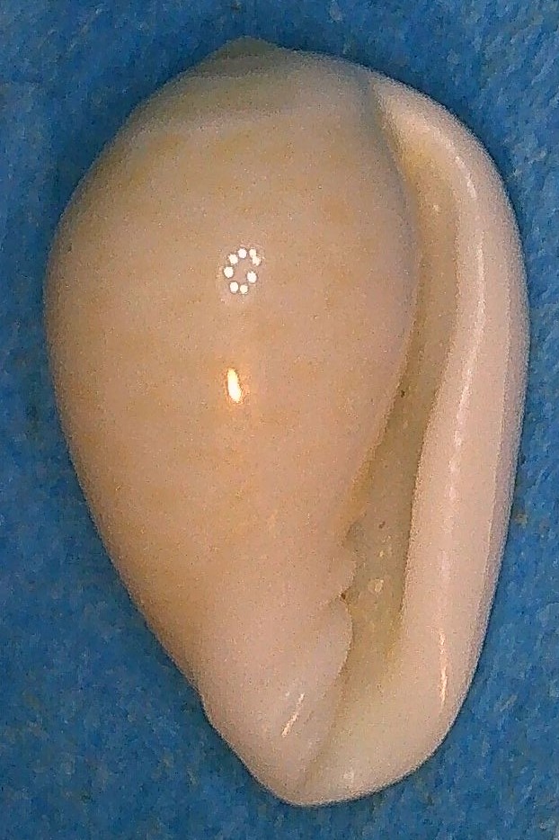 Prunum catochense  T.Cossignani, 2004 2_traw16