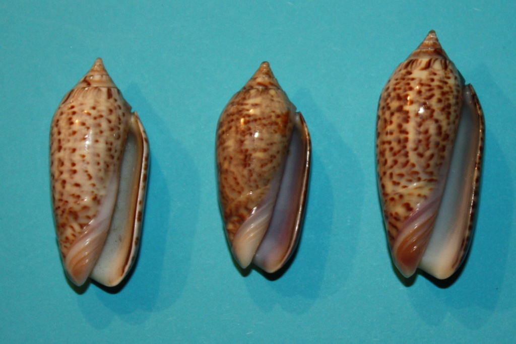 Americoliva venulata (Lamarck, 1811) - Worms = Oliva venulata Lamarck, 1811 3-left11