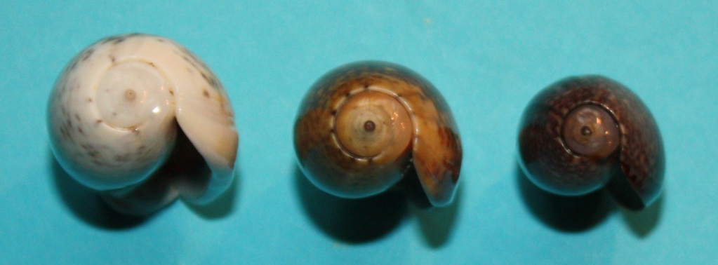 Carmione bulbiformis (Duclos, 1840) - Worms = Oliva bulbiformis Duclos, 1840 325