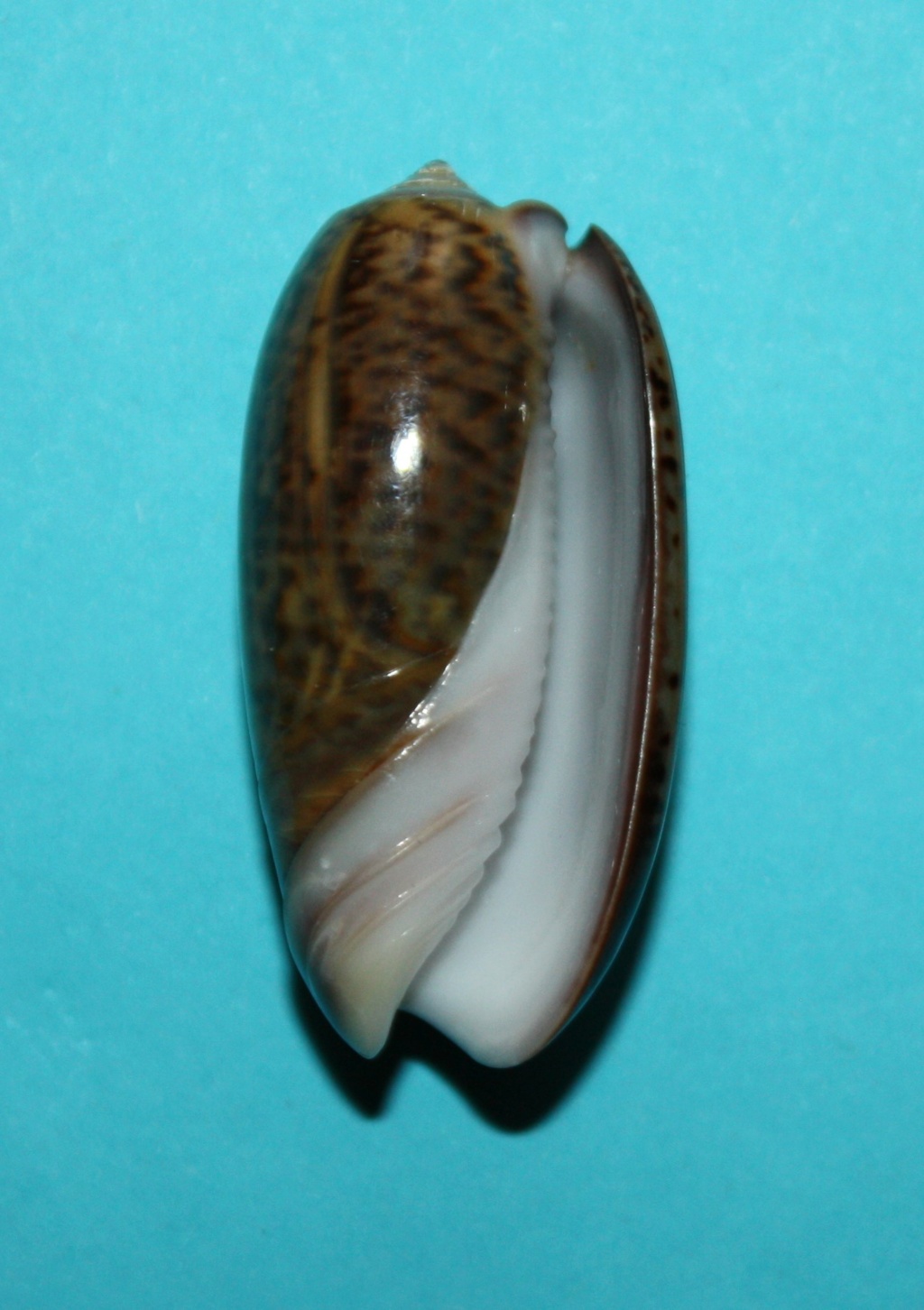 Viduoliva neostina raderi (Duclos, 1840) - Worms = Oliva neostina raderi Duclos, 1840 328