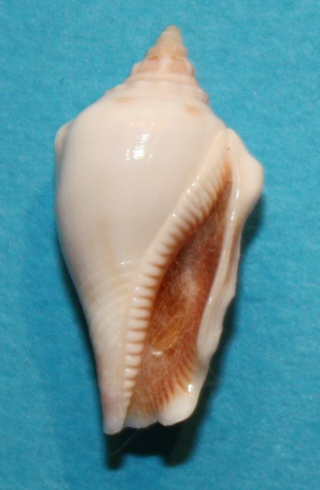 Une possible nouvelle espèce dans le genre Canarium (Schumacher, 1817) 389