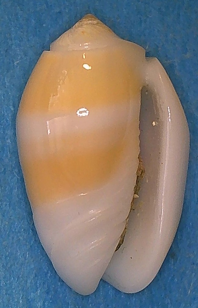 Galeola carneola f. unizonalis (Dautzenberg, 1927) - Worms = Oliva carneola (Gmelin, 1791) 3_gale18