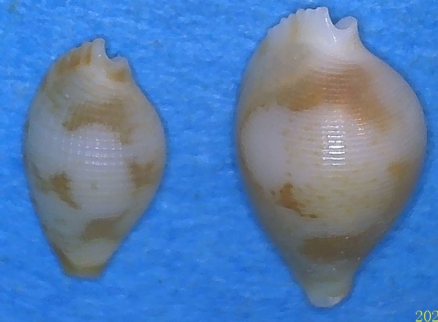 Pseudocypraea exquisita Petuch, 1979 3_left14