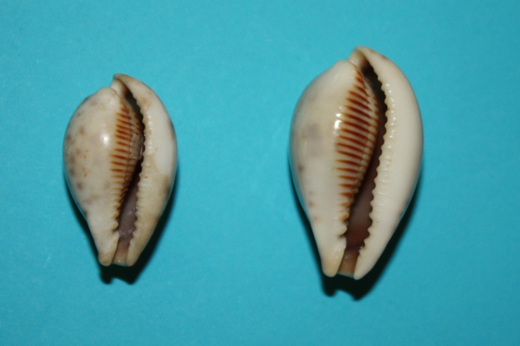 Erronea pyriformis - (Gray, 1824) 4-erro10