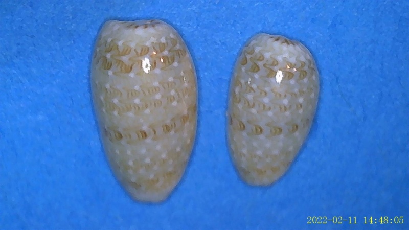 Gibberula moscatellii Boyer, 2004 4-gibb10