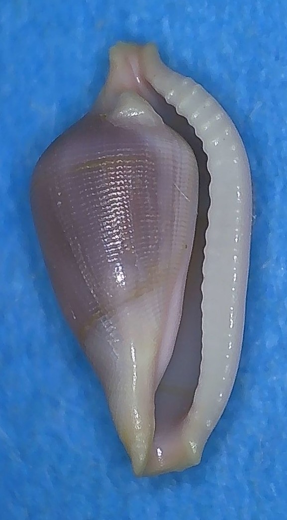 Dentiovula dorsuosa (Hinds, 1844) 4_dred12
