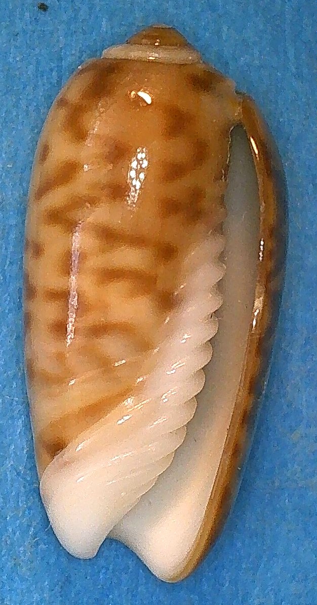 Proxoliva fijiana (Tursch & Greifeneder, 2001) 4_hien10