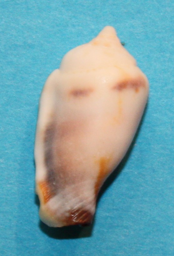 Canarium microurceus - Kira, 1959 4_lau_10