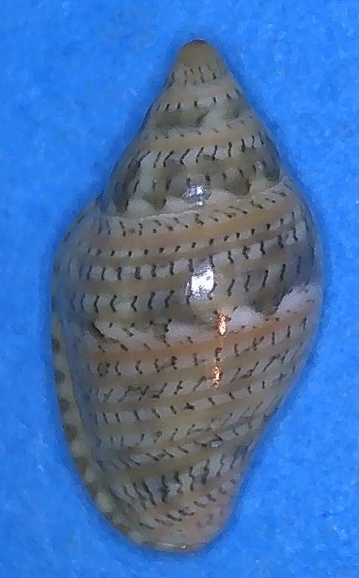 Marginella luculenta Gofas & Fernandes, 1994 4_marg14