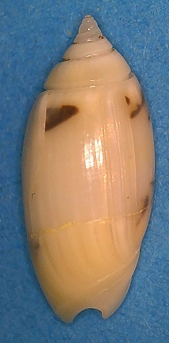 Olividae - Olivinae : Strephonella undatella undatella (Lamarck, 1811) - Worms = Oliva undatella (Lamarck, 1811)  4_mata10