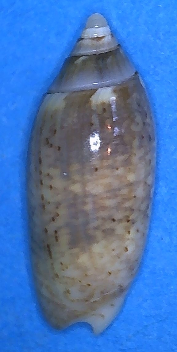 Acutoliva panniculata panniculata (Duclos, 1835) - Worms = Oliva (Acutoliva) panniculata Duclos, 1835 4_raba10