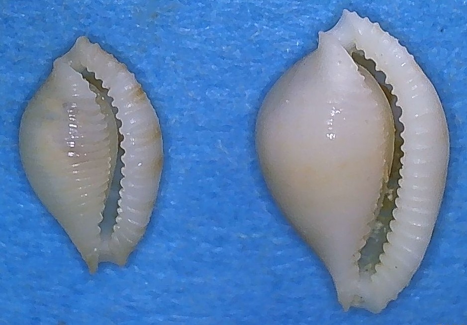 Pseudocypraea exquisita Petuch, 1979 4_righ15